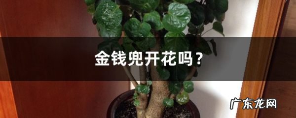 金钱兜开花吗?,金钱兜植物有毒吗?