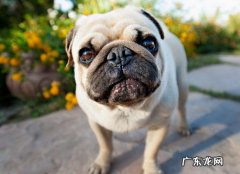 养什么狗最省心 巴哥犬好养吗
