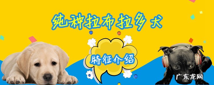 纯种拉布拉多犬舍 纯种拉布拉多犬特征是什么