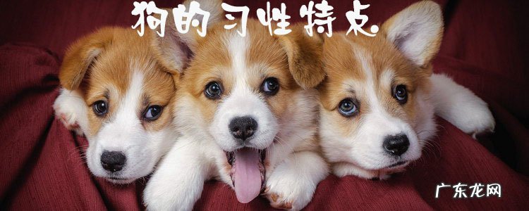 狗的习性特点
