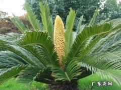 石山苏铁多久能生根 苏铁根部埋入铁屑是否可促进生长旺盛