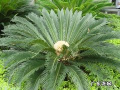 铁树怎么换盆及注意事项 铁树何时翻盆换土最佳