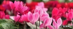 仙客来种子多久发芽 仙客来种子怎么种发芽快