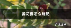 姜花要怎么施肥,姜花怎么吃？