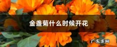 金盏菊什么时候开花,金盏菊第二年会自己发芽吗？