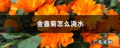 金盏菊怎么浇水,金盏菊的特征？