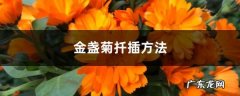 金盏菊扦插方法,金盏菊泡水喝禁忌？