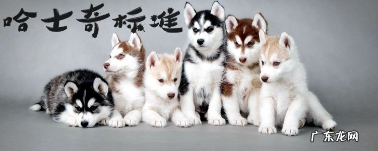 哈士奇怎么看纯不纯 哈士奇标准是什么