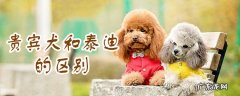贵宾犬要断尾吗 贵宾犬和泰迪的区别