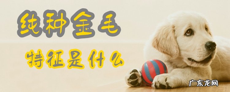 纯种金毛幼犬特征 纯种金毛特征是什么