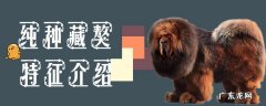 真正的纯种藏獒图片 纯种藏獒特征介绍