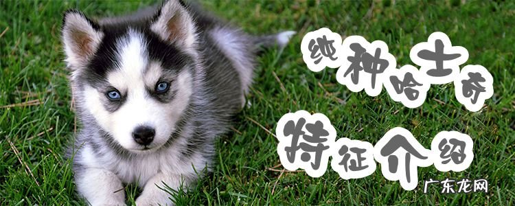 哈士奇什么颜色最贵 纯种哈士奇特征介绍