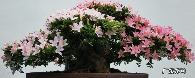 日本杜鹃花怎么养家庭养法 日本杜鹃盆景怎么养