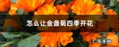 怎么让金盏菊四季开花,金盏菊的花期有几个月？