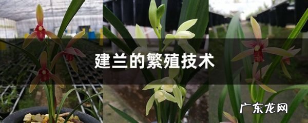 建兰的繁殖技术,瓜子黄杨扦插繁殖技术?