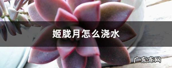 姬胧月怎么浇水，这么浇立刻让你惊艳！,胧月什么意思？