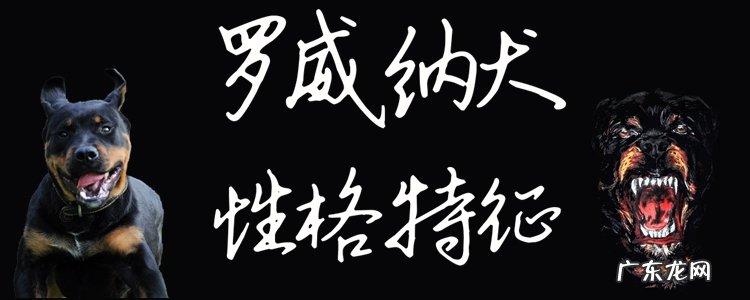 罗威纳犬的性格特征 罗威纳犬性格有什么特征