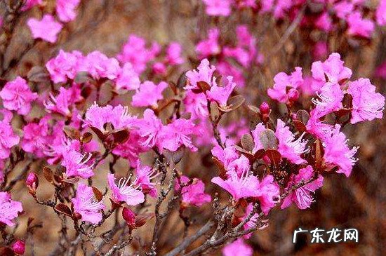 杜鹃花怎么育小苗 兴安杜鹃怎么育小苗