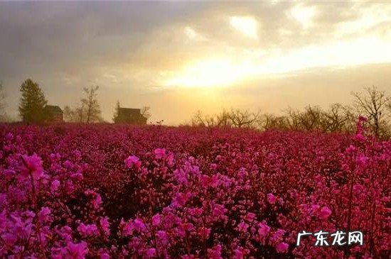 杜鹃花怎么育小苗 兴安杜鹃怎么育小苗