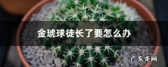 金琥球徒长了要怎么办,草球图片？