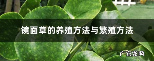镜面草的养殖方法与繁殖方法,镜面草摆放禁忌?