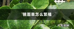 镜面草怎么繁殖,镜面草繁殖视频教程？