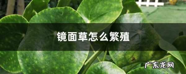 镜面草怎么繁殖,镜面草繁殖视频教程?