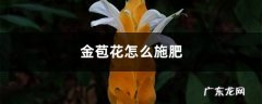 金苞花怎么施肥,金苞花图片大全？