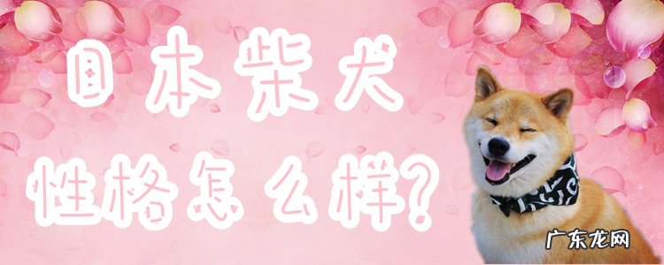 日本柴犬的饲养方法 日本柴犬性格怎么样