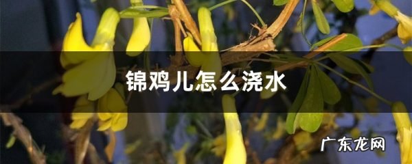 锦鸡儿怎么浇水,锦鸡儿盆景?