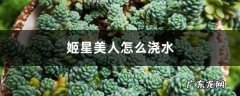 姬星美人怎么浇水,玉露上盆后多久可以开始浇水？