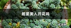 姬星美人开花吗,姬星是哪里人？