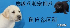 赛犬品种大全 赛级犬和宠物犬有什么区别