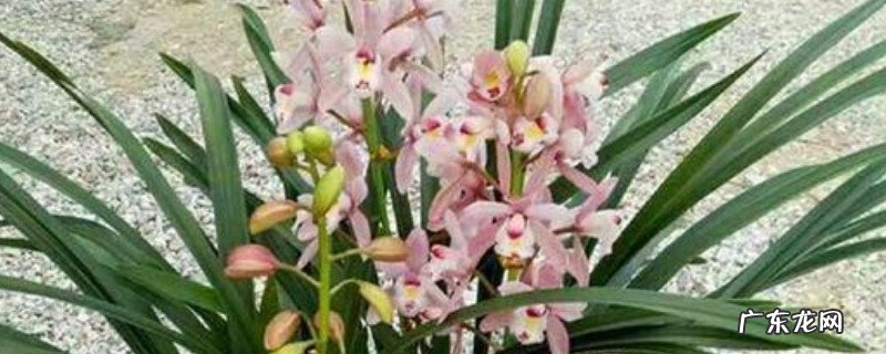 香妃兰花的种植方法 香妃兰花怎么养殖方法和注意事项