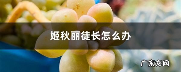姬秋丽徒长怎么办,姬秋丽怎么养才能爆盆?