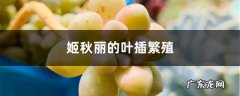 姬秋丽的叶插繁殖,丸叶姬秋丽叶插？