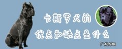 莱州红犬的优点和缺点 卡斯罗犬的优点和缺点是什么