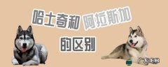 萨摩耶 哈士奇和阿拉斯加的区别是什么