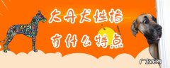 纯种大丹犬图片大全 大丹犬性格有什么特点