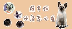 暹罗猫和虎斑猫的杂交 暹罗猫纯度怎么看