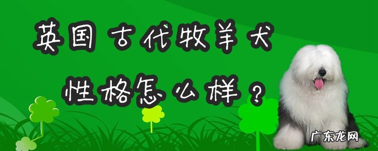 古代牧羊犬智商 英国古代牧羊犬性格怎么样