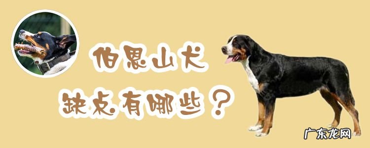 伯恩山犬的缺点 伯恩山犬缺点有哪些