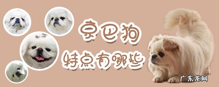 京巴犬的外形特点 京巴狗特点有哪些