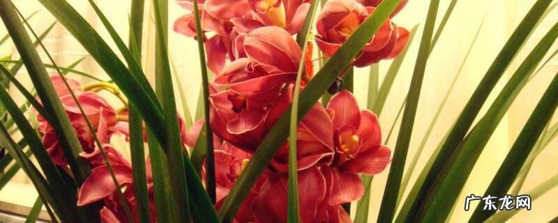 买回来的大花蕙兰开花后怎么处理 大叶蕙兰花开败后怎么处理
