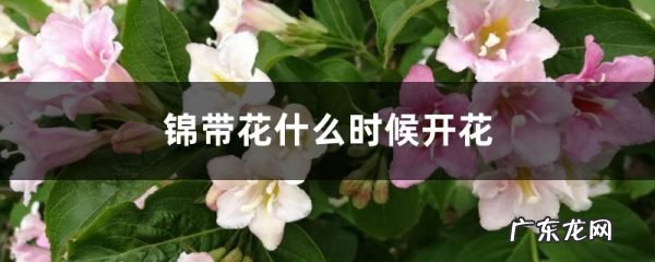 锦带花什么时候开花,红王子锦带什么时候开花?