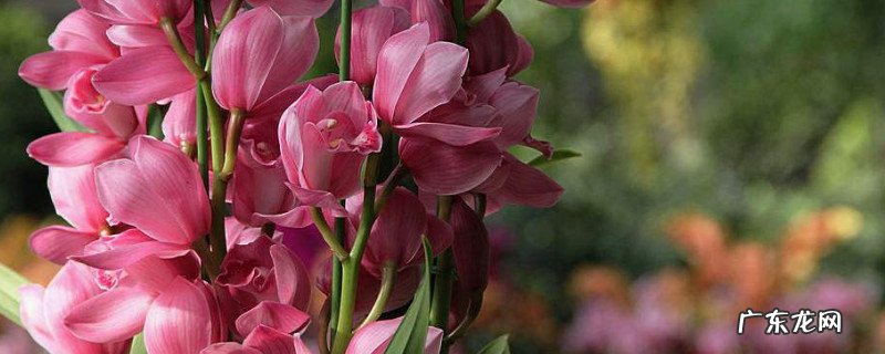 惠兰花什么时候开花 惠兰什什么时候开花