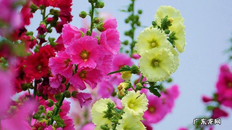 蜀葵种子怎么催芽 蜀葵种子怎么播种