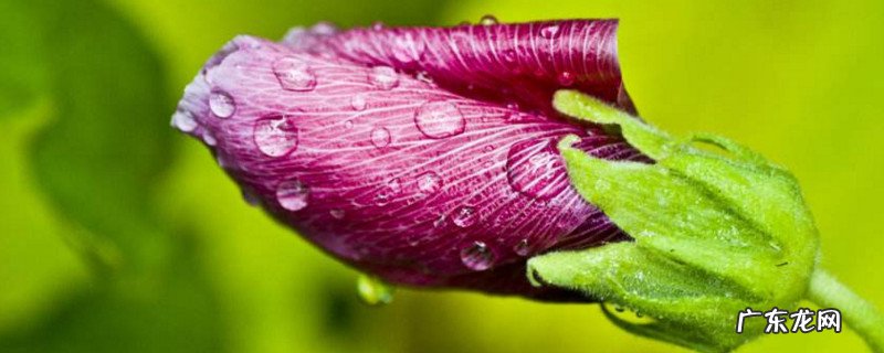 蜀葵几月开花 蜀葵几月种