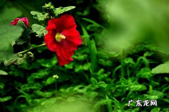 蜀葵幼苗修剪方法 蜀葵怎么施肥