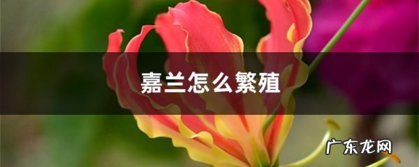 嘉兰怎么繁殖,扦插繁殖？